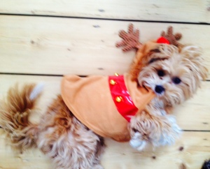 Yeah, I might look like a cutie in a reindeer outfit but I'm secretly plotting your downfall...